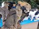 Bellinzona, scatta la caccia alla colonia di gatti randagi di via Cimalloco e Mondbò