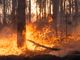 Incendio boschivo sotto la zona Prato Grande, nel Luganese