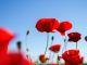 Bellinzona, concorso fotografico “Camorino in fiore 2021&quot;: un'iniziativa bella e curiosa