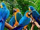 Sanzioni più severe per il commercio illegale di specie di fauna e flora protette