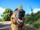 Petsfestival 2021: una fiera dedicata ai cani e alle loro attitudini