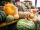 Di che zucca siete? Scopritelo alla Sagra della zucca di Castel San Pietro