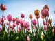 Ottobre rosa: Lugano aderisce di nuovo alla campagna &quot;1 Tulipano per la VITA&quot;