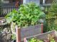 Piazza del Ponte di Mendrisio diventa “Un giardino in città”
