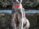 Petsfestival 2022: mica i soliti quattro gatti