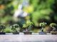 Esposizione di bonsai alle Isole di Brissago