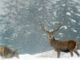 Animali selvatici in inverno: disturbarli e foraggiarli è pericoloso