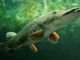 Le curiosità della stagione 2019 di pesca in Ticino