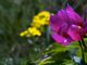 Alla scoperta della splendida fioritura estiva della flora del Monte Generoso