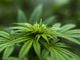 Cannabis in Svizzera, quando il consumo è legale