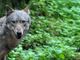 In Svizzera sperimentato un collarino anti-lupo