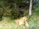 La lince fotograta in Valle Isorno