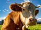 Indennizzo per i contadini che rinunciano al taglio delle corna delle mucche