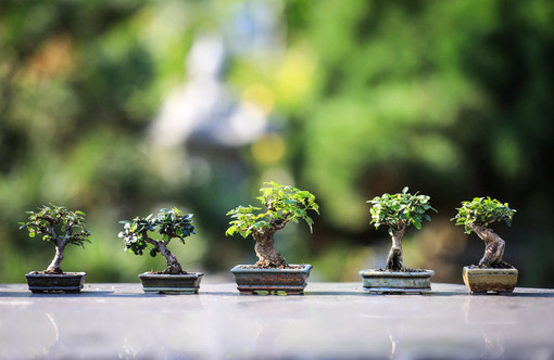 Esposizione di bonsai alle Isole di Brissago