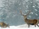 Animali selvatici in inverno: disturbarli e foraggiarli è pericoloso