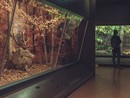 Carrellata sui musei di Lugano: parliamo di quello cantonale di storia naturale