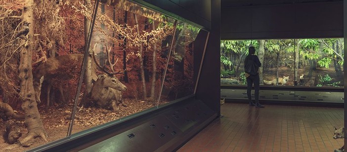 Carrellata sui musei di Lugano: parliamo di quello cantonale di storia naturale