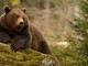 Abbattuto in Svizzera il fratello di Jj4, l'orso del Trentino al centro delle polemiche per la morte di un podista