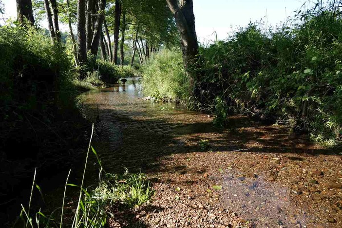Specie invasive, biodiversità e salvaguardia del territorio: 4mila segnalazioni in un anno tra Italia e Svizzera Specie invasive, biodiversità e salvaguardia del territorio: 4mila segnalazioni in un anno tra Italia e Svizzera