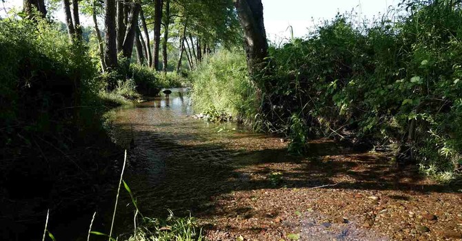 Specie invasive, biodiversità e salvaguardia del territorio: 4mila segnalazioni in un anno tra Italia e Svizzera