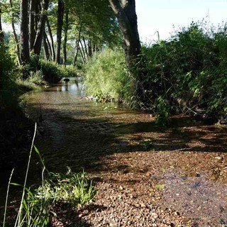 Specie invasive, biodiversità e salvaguardia del territorio: 4mila segnalazioni in un anno tra Italia e Svizzera