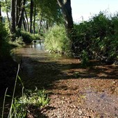 Specie invasive, biodiversità e salvaguardia del territorio: 4mila segnalazioni in un anno tra Italia e Svizzera