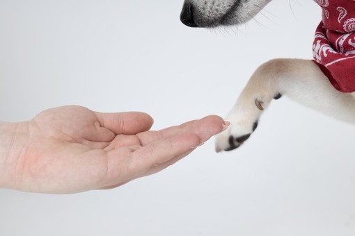 Gestire l'Artrosi nel Tuo Cane: Consigli Pratici per Migliorare la Qualità della Vita