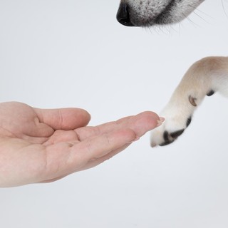Gestire l'Artrosi nel Tuo Cane: Consigli Pratici per Migliorare la Qualità della Vita