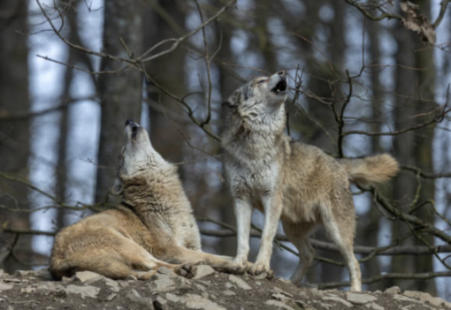 ''Abbattere 34 lupi? Impossibile in tempi brevi''