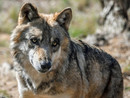 Convenzione Berna degrada il lupo a specie 'protetta'