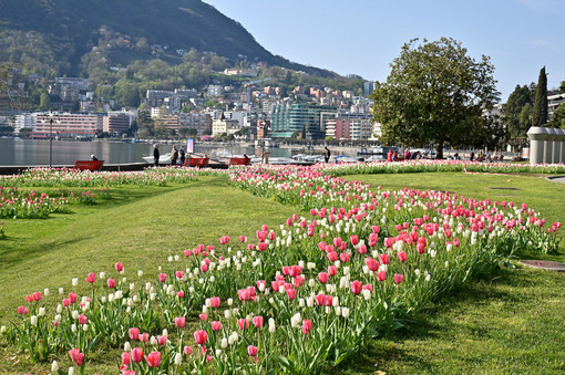 Aderendo a &quot;1 Tulipano per la Vita&quot;, Lugano rende omaggio alle donne vittime di tumore al seno