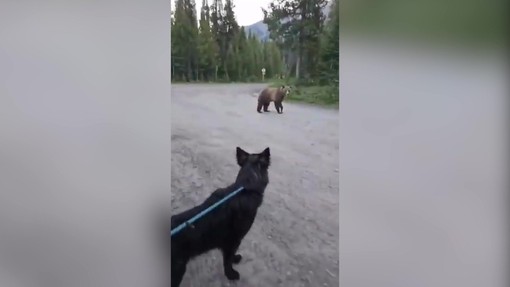 Inseguita da un orso grizzly, escursionista mantiene il sangue freddo e si salva
