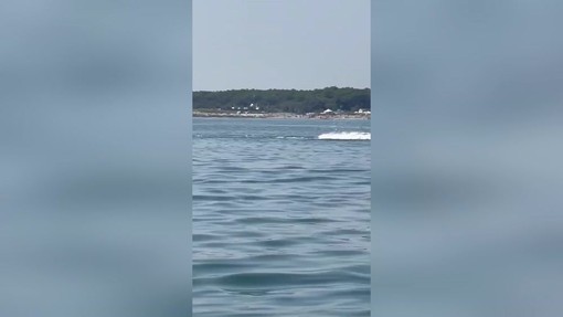Delfini a pochi metri dalla riva in Romagna tra acrobazie e giochi d'acqua