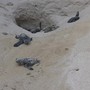 Wwf a difesa delle tartarughe marine, in Sicilia primato di deposizioni