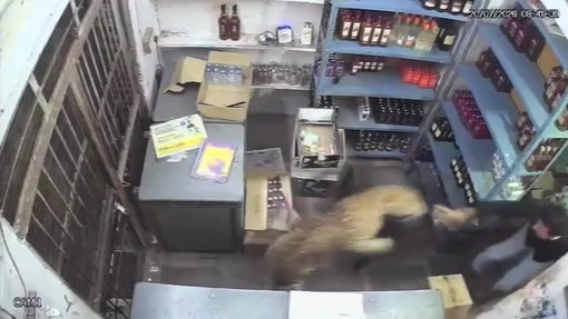 India, un leopardo irrompe in un negozio di liquori e aggredisce il cassiere
