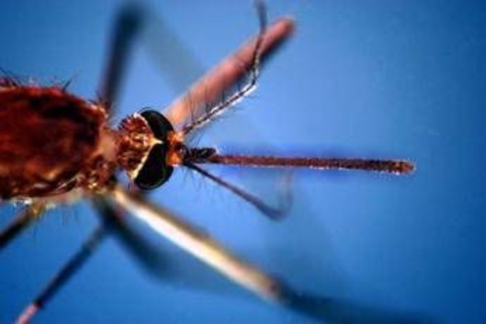 West Nile, salgono a due i morti nel Lazio. In Campania la prima vittima: deceduto 80enne