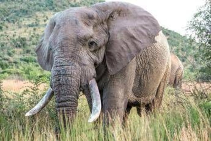 Uganda, scontro tra minibus ed elefante in parco nazionale: 3 morti Uganda, scontro tra minibus ed elefante in parco nazionale: 3 morti