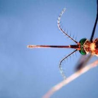West Nile, il bollettino Iss: &quot;27 morti e a 430 i casi da inizio anno&quot;