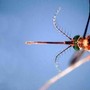 West Nile, infezioni in crescita: 312 casi confermati e 13 decessi da inizio anno West Nile, infezioni in crescita: 312 casi confermati e 13 decessi da inizio anno