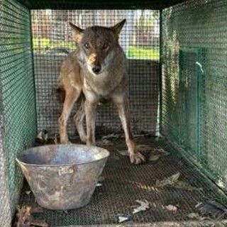 Traffico di droga a Foggia, trovato anche un lupo chiuso in gabbia -Video