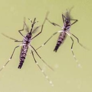 Chikungunya, cosa stiamo sbagliando? &quot;Zanzare avanzano e servono più dati&quot;