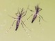 Chikungunya, cosa stiamo sbagliando? &quot;Zanzare avanzano e servono più dati&quot;