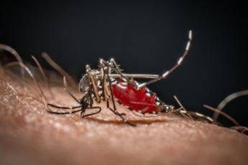 Lo strano effetto 'boomerang' dei repellenti: forse le zanzare stanno imparando ad amarli Lo strano effetto 'boomerang' dei repellenti: forse le zanzare stanno imparando ad amarli