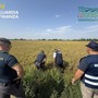 Pavia, maxi frode su riso biologico. Profitti illeciti per 10 milioni dl euro Pavia, maxi frode su riso biologico. Profitti illeciti per 10 milioni dl euro