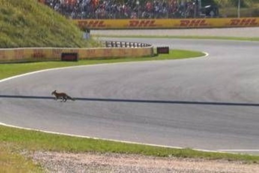 Formula 1, 'invasione di campo' in Olanda. Leclerc: &quot;C'è una volpe in pista&quot;