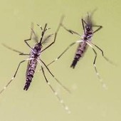 Chikungunya, cosa stiamo sbagliando? &quot;Zanzare avanzano e servono più dati&quot;