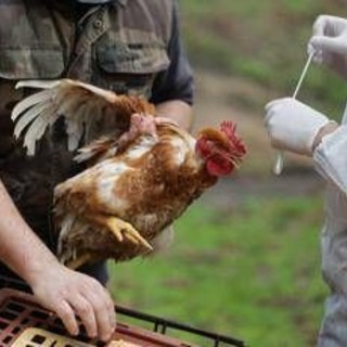 Aviaria, 60 focolai in Ue. La Commissione: "Monitoriamo attentamente"