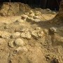 In Francia trovate oltre 100 uova di dinosauro, hanno 72 milioni di anni