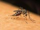 Dengue, Chikungunya, West Nile: le differenze tra infezioni 'da zanzara'