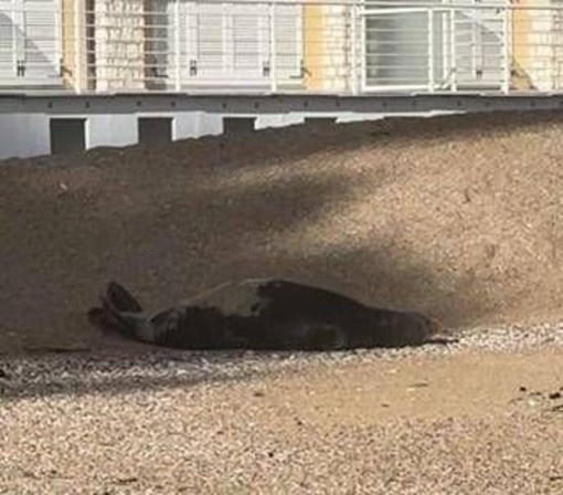 La foca monaca arriva a Numana, spunta la ricompensa: "1000 euro se non la disturbate" La foca monaca arriva a Numana, spunta la ricompensa: "1000 euro se non la disturbate"